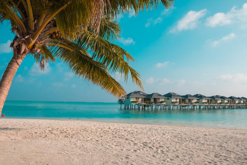 a palm tree on a beach with a pier in the background